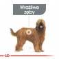 ROYAL CANIN CCN Maxi Dental Care karma sucha dla psów dorosłych, ras dużych, redukująca powstawanie kamienia nazębnego