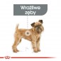 ROYAL CANIN CCN Mini Dental Care karma sucha dla psów dorosłych, ras małych, redukująca powstawanie kamienia nazębnego