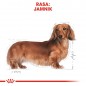 ROYAL CANIN Dachshund  karma sucha dla psów dorosłych rasy jamnik