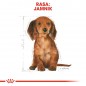 ROYAL CANIN Dachshund Puppy karma sucha dla szczeniąt do 10 miesiąca, rasy jamnik 1,5kg