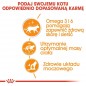 ROYAL CANIN Intense Beauty w galaretce karma mokra dla kotów dorosłych, zdrowa skóra, piękna sierść