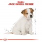 ROYAL CANIN Jack Russell Terrier Puppy