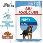 ROYAL CANIN Maxi Puppy karma mokra w sosie dla szczeniąt do 15 miesiąca życia,  ras dużych